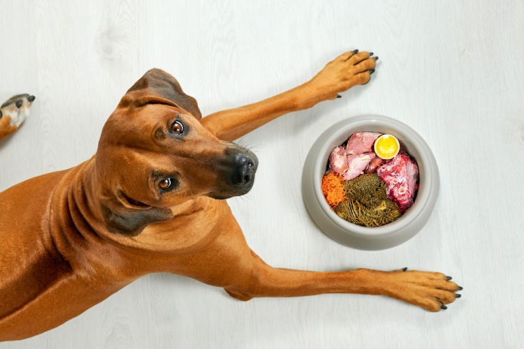 Free pet classifieds