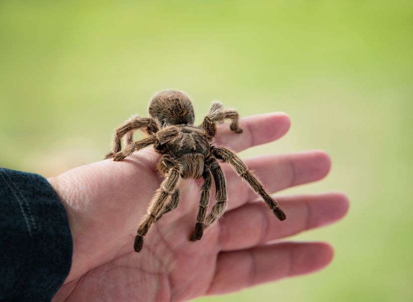 Free ads pets uk