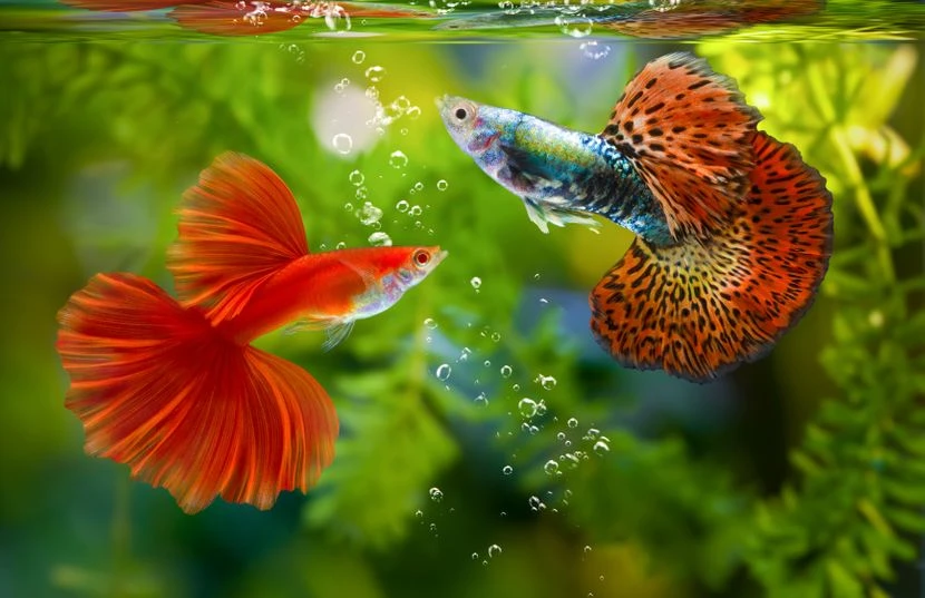 Free ads pets UK