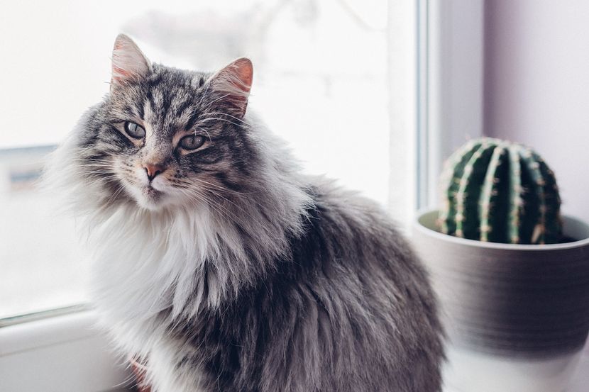Free classifieds pets UK