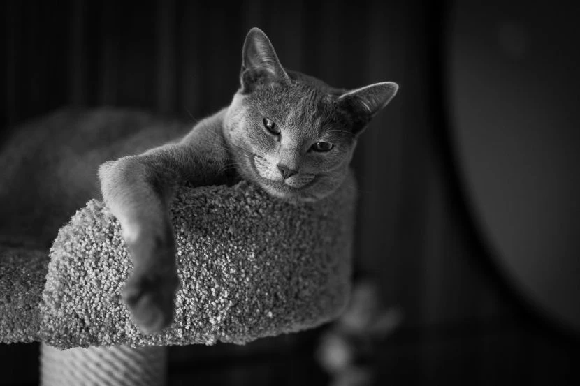 Free classifieds pets