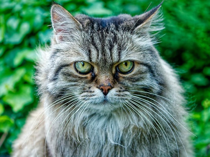 free classieds pets