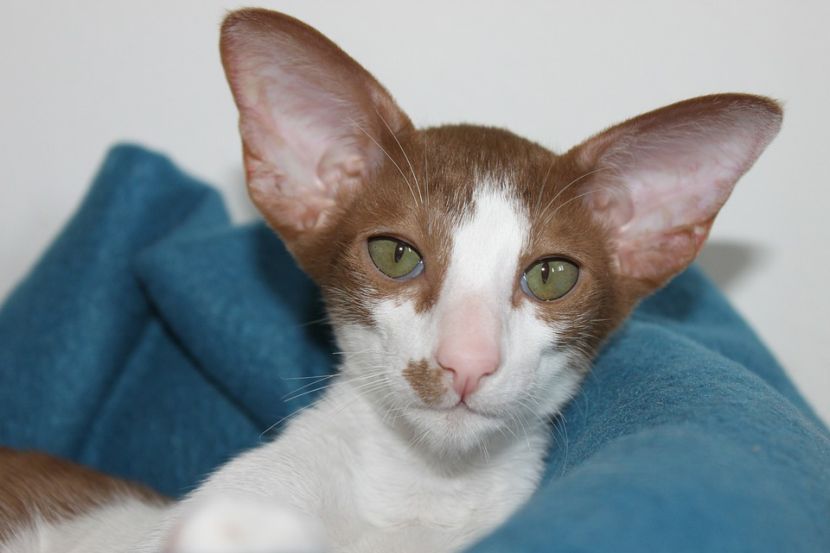 free classifieds pets
