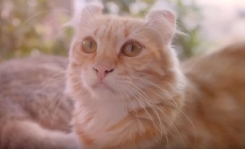 free ads pets usa