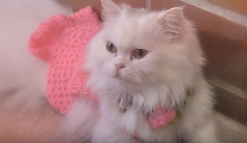 free aps pets usa