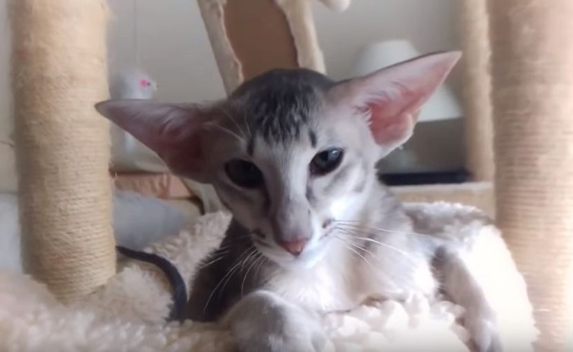 free ads pets uk