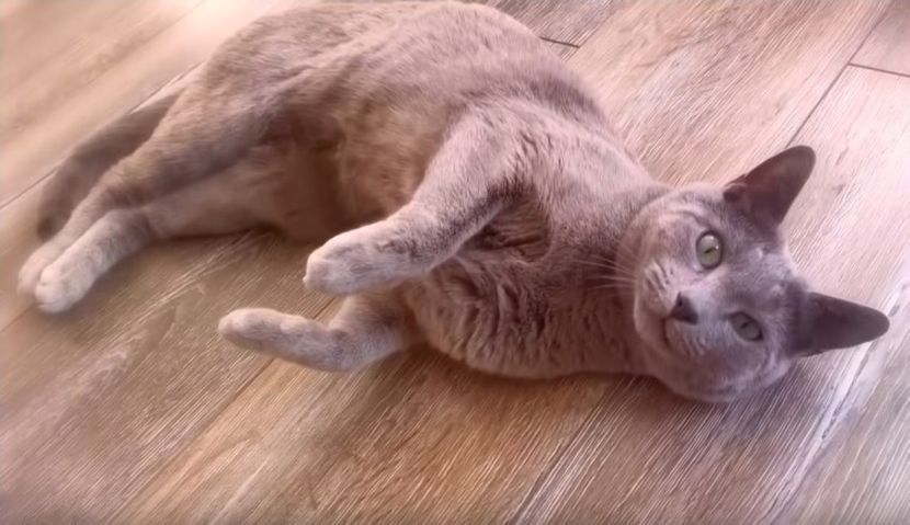 free ads pets uk