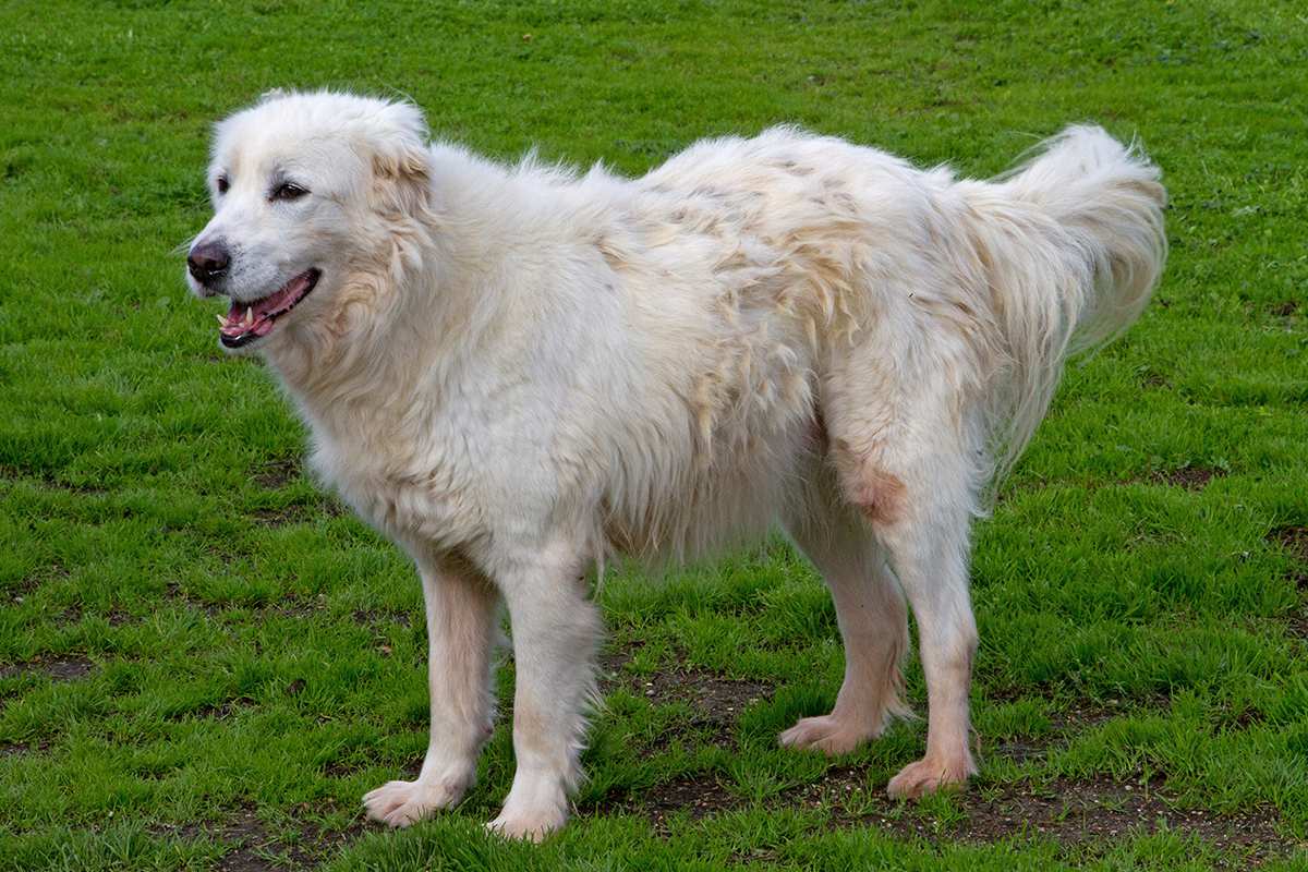 free classifieds pets usa