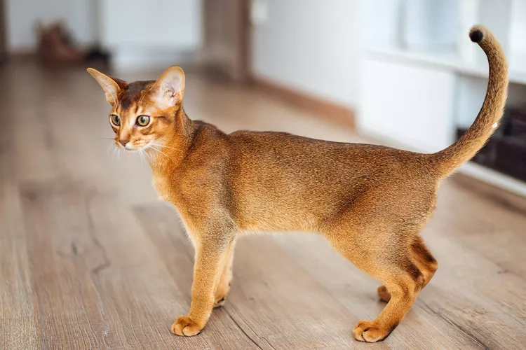free pets classifieds usa