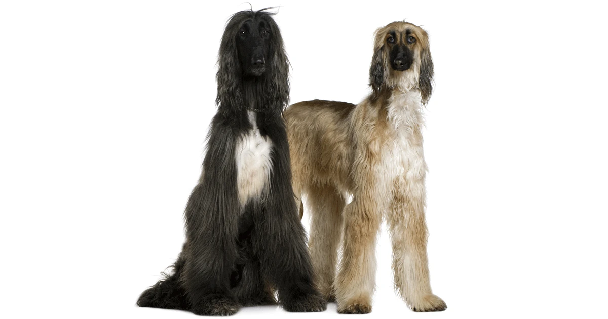 free ads pets usa