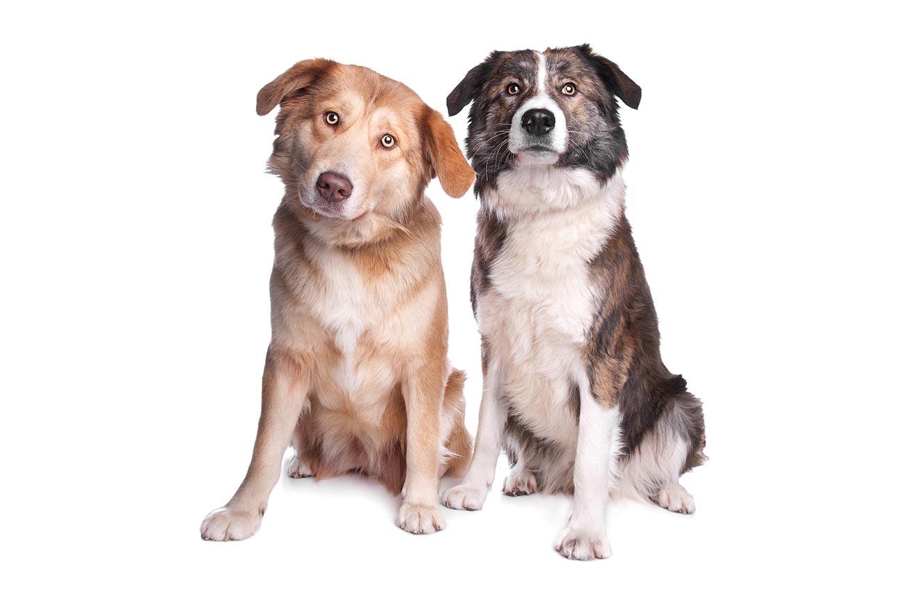 free classifieds pets usa