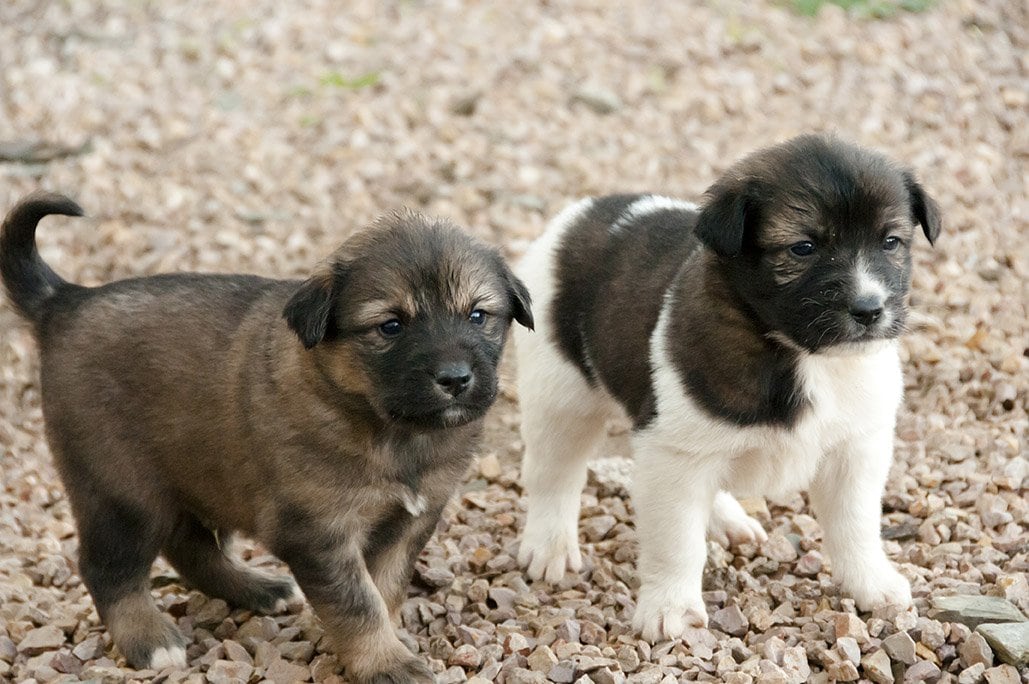 free ads pets usa