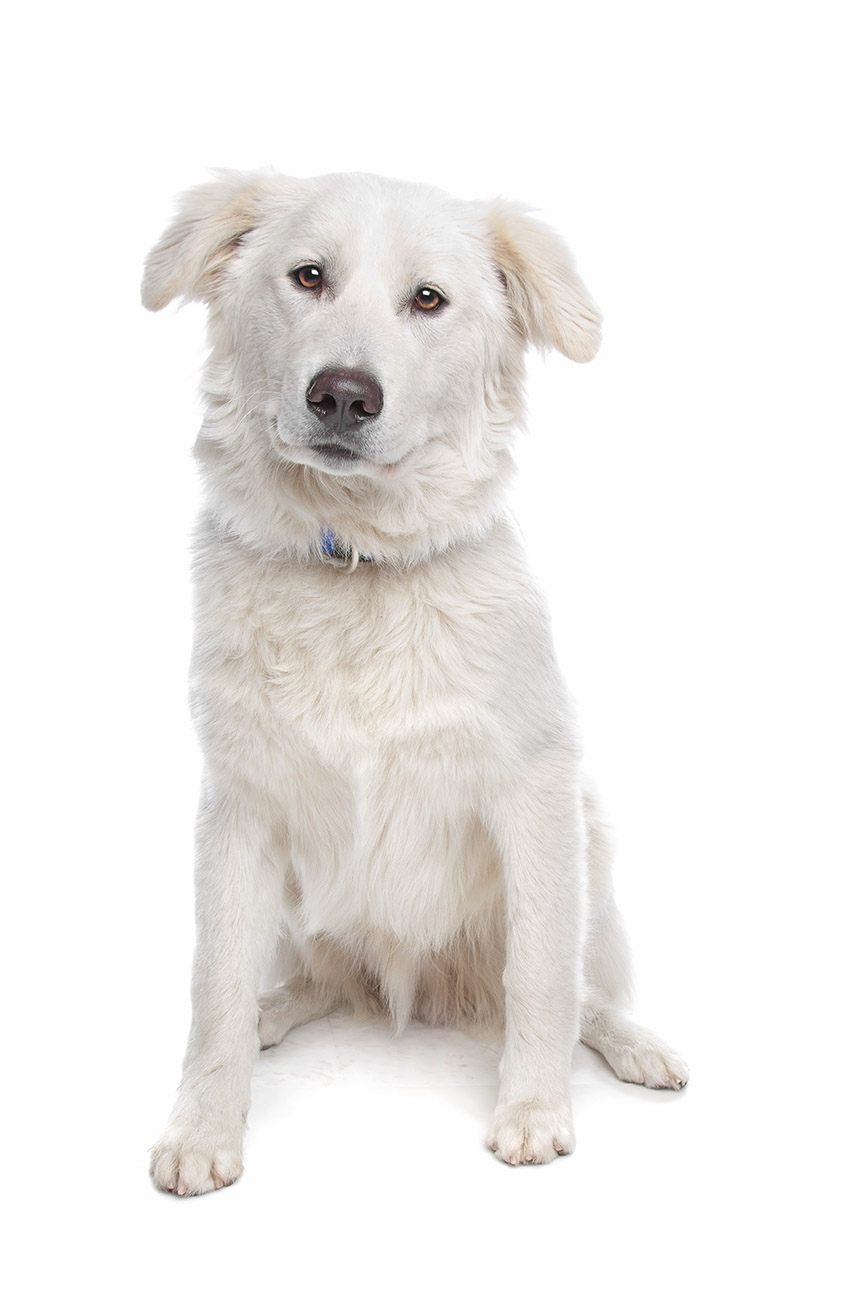 free classifieds pets usa