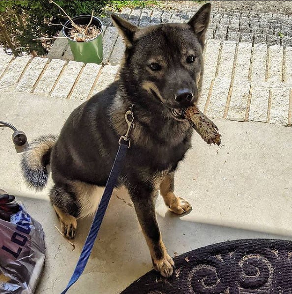 free ads pets usa