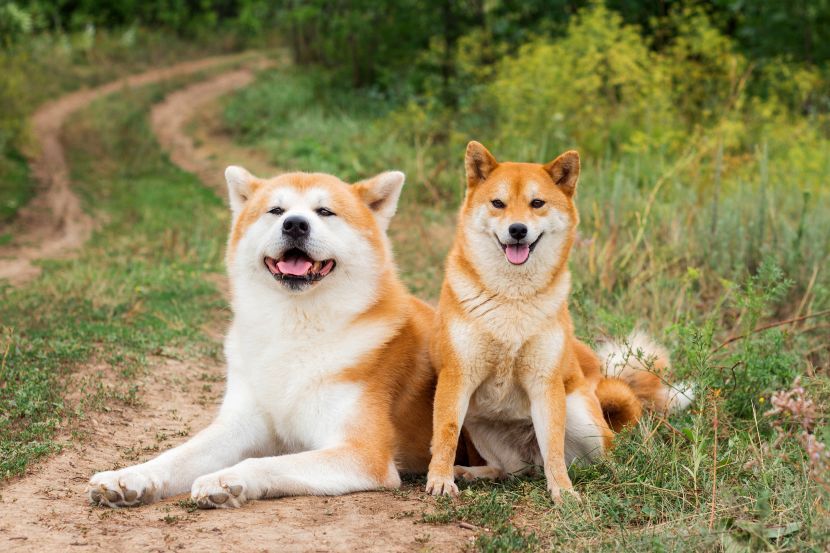free pets classifieds usa