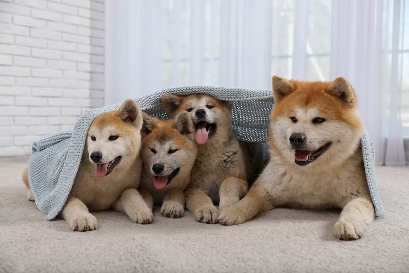 free classifieds pets usa