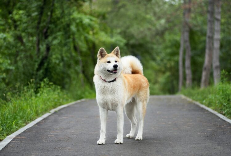 free ads pets usa