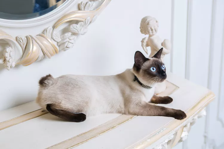 free pets classifieds usa