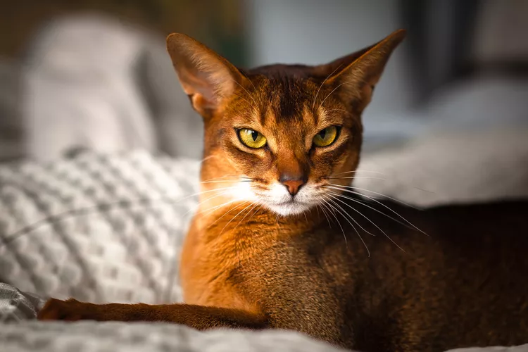 free classifieds pets usa