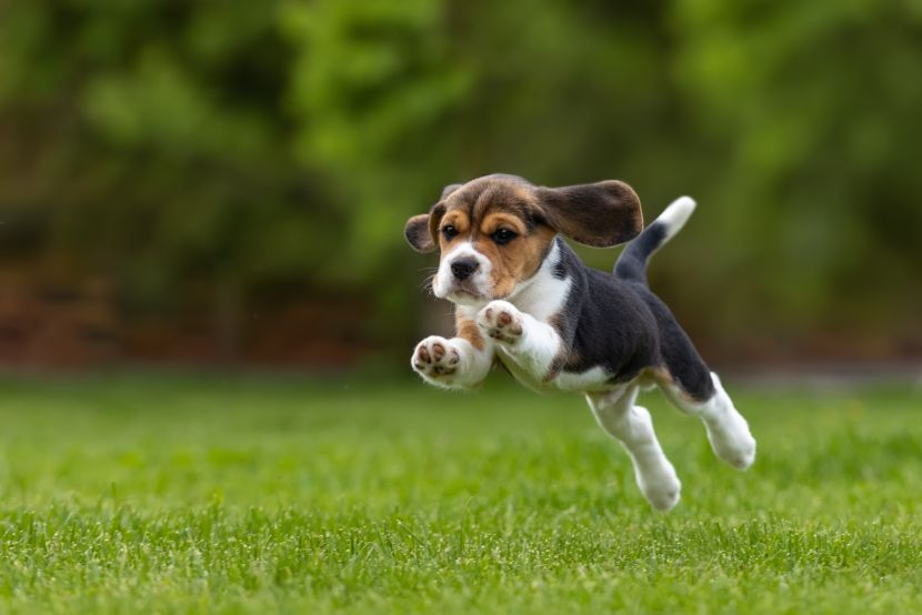 free pets classifieds us