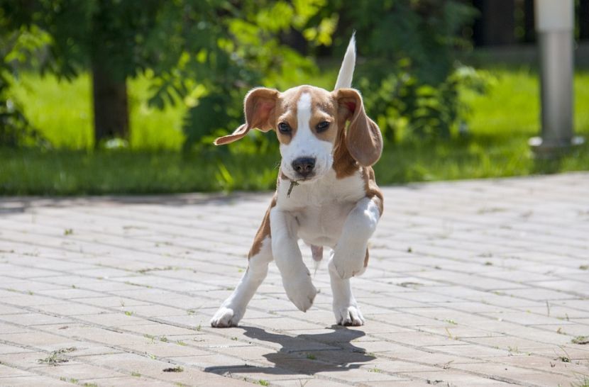 free classifieds pets usa