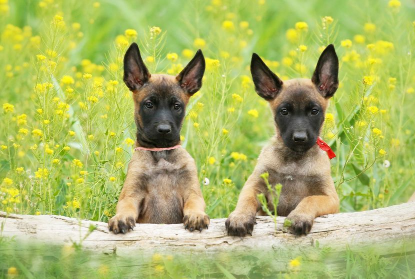 free ads pets usa