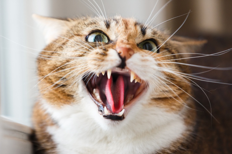 free ads pets us