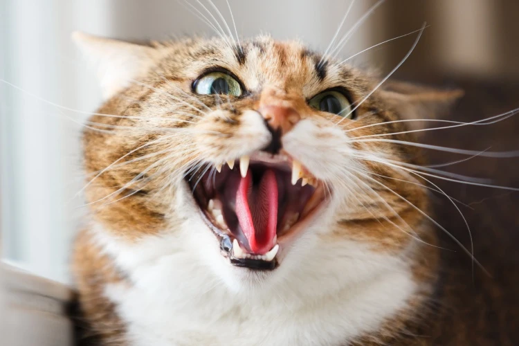 free ads pets us