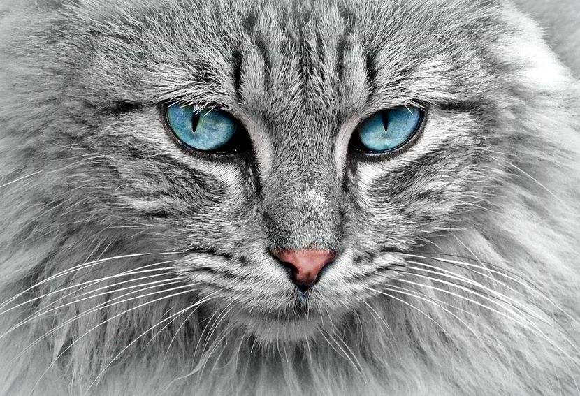 free classifieds pets usa