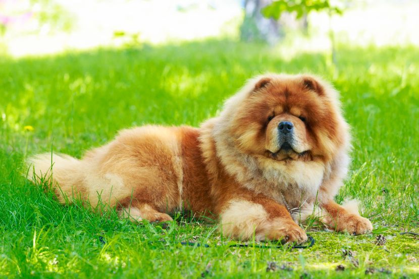 free classifieds pets