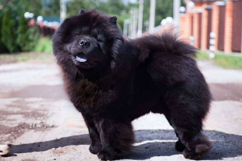 free classifieds pets
