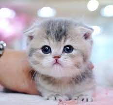 free ads pets usa