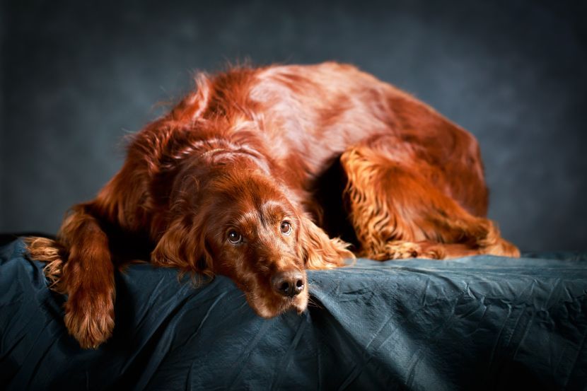 free pets classifieds usa