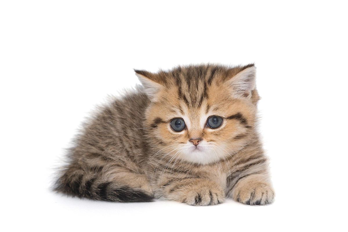 free ads pets uk