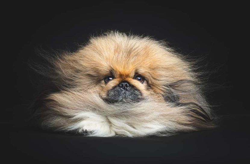 free ads pets