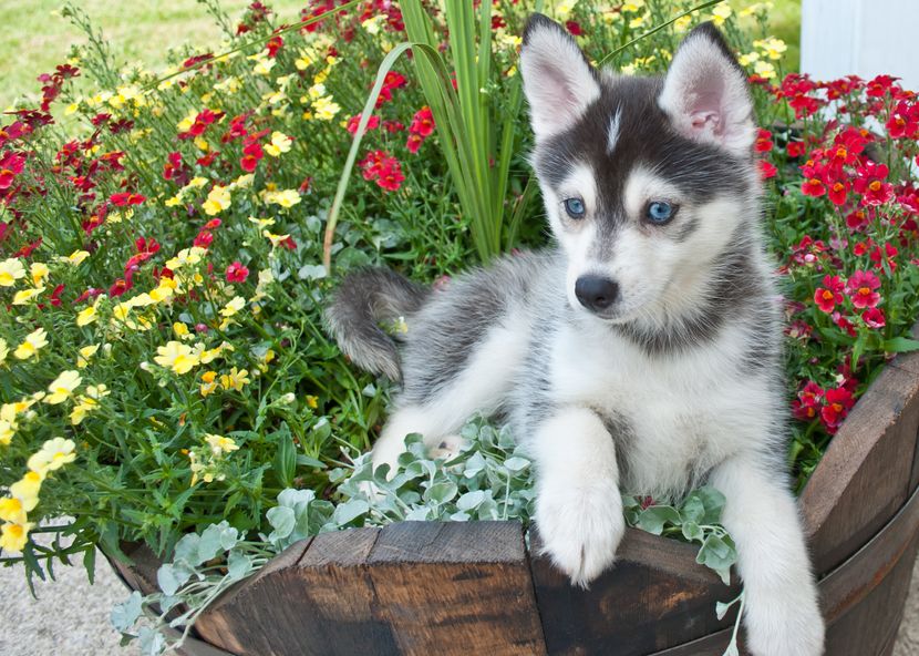 free classifieds pets usa