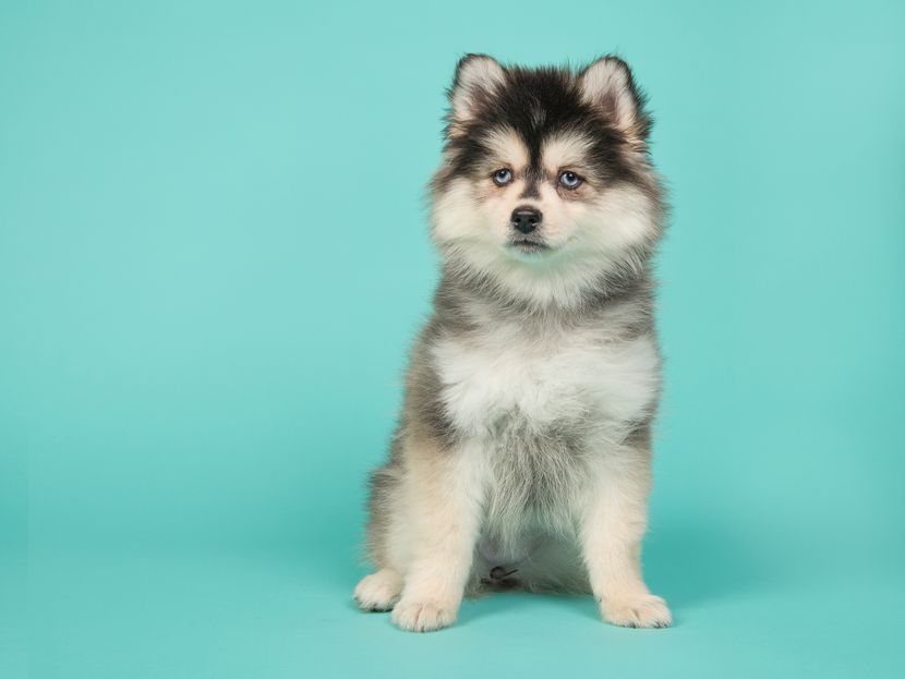 free classifieds pets