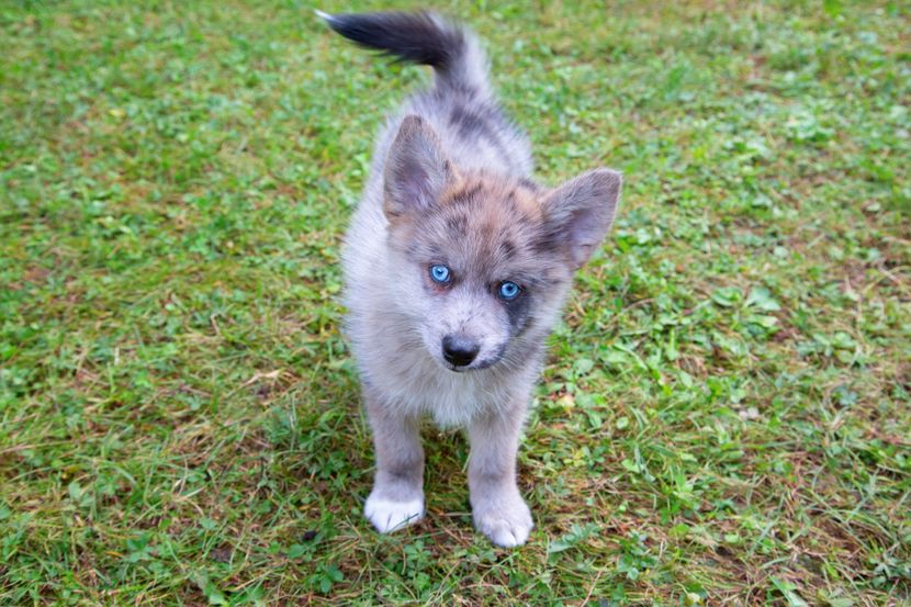 free ads pets usa