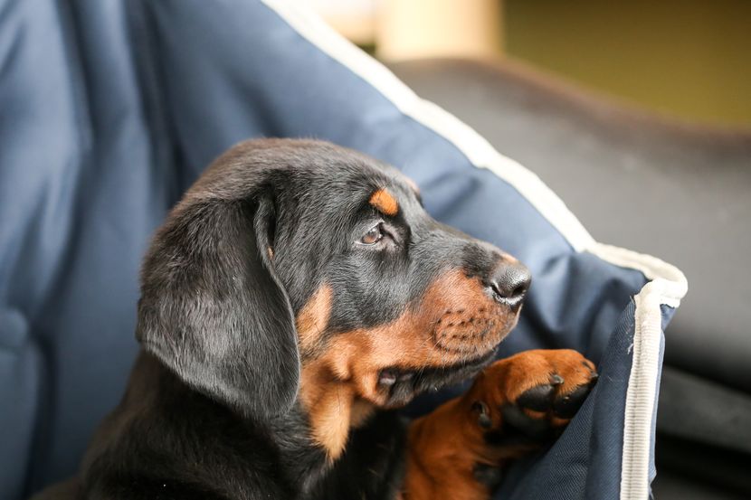 free ads pets usa
