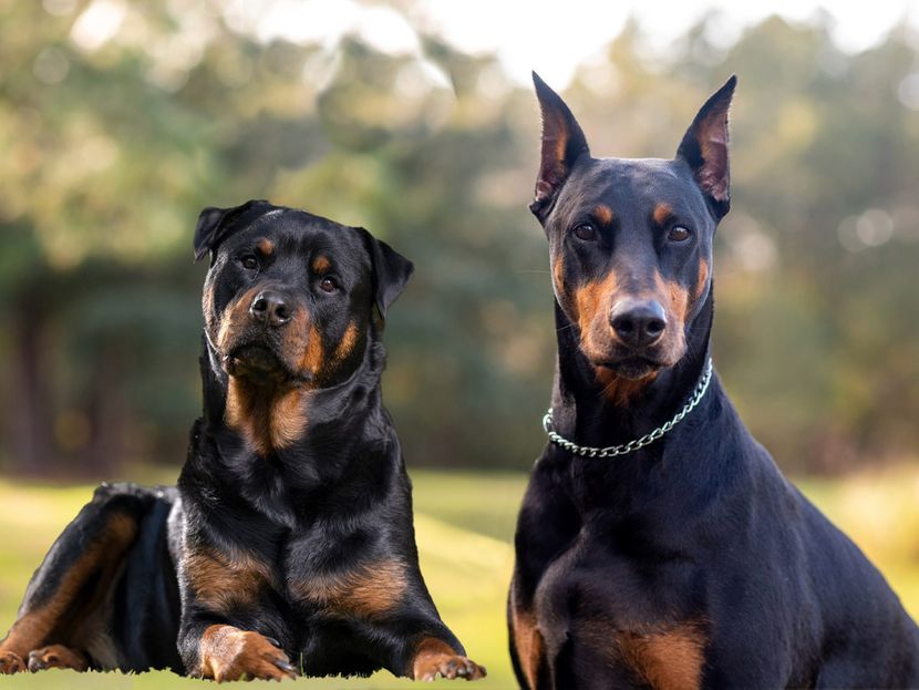 free classifieds pets